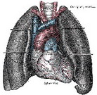 heart_lg[1]